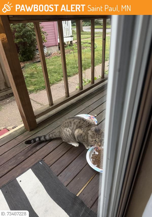 Found/Stray Male Cat last seen Iglehart and Arundel, Saint Paul, MN 55103