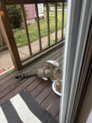 Found/Stray Male Cat last seen Iglehart and Arundel, Saint Paul, MN 55103