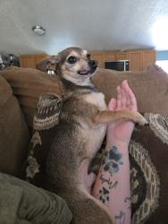 Lost Male Dog last seen Highway 152, Alamo, TN 38001