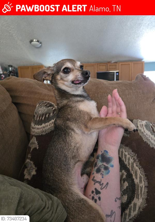 Lost Male Dog last seen Highway 152, Alamo, TN 38001