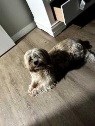 Reunited Female Dog last seen E 49th St, San Bernardino, CA, USA, San Bernardino, CA 92404