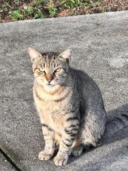 Lost Male Cat last seen Near st SW 121 avenue, Miami, FL 33175