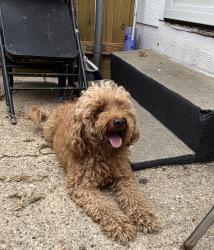 Found/Stray Unknown Dog last seen Morningside, Fort Worth, TX 76104