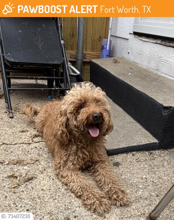 Found/Stray Unknown Dog last seen Morningside, Fort Worth, TX 76104