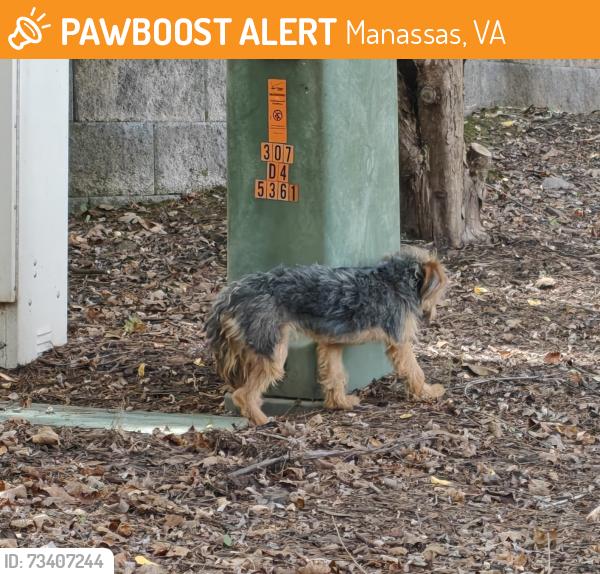 Found/Stray Unknown Dog last seen Leighlex ct & blooms Quarry, Manassas, VA 20111