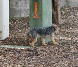 Found/Stray Unknown Dog last seen Leighlex ct & blooms Quarry, Manassas, VA 20111