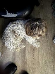 Reunited Female Dog last seen E 49th St, San Bernardino, CA, USA, San Bernardino, CA 92404