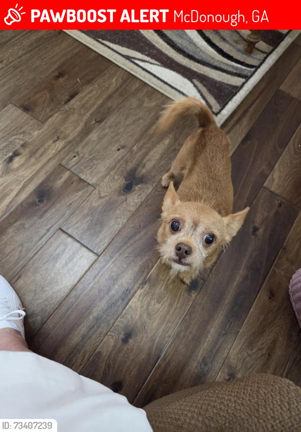 Lost Male Dog last seen Kelly Rd off Jonesboro Rd in Willow Bend subdivision, McDonough, GA 30253