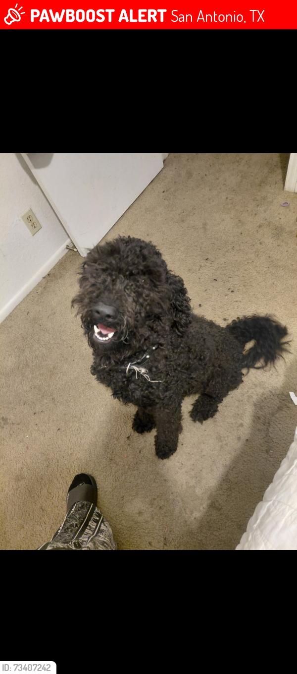 Lost Male Dog last seen Derby and keck, San Antonio, TX 78207