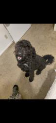 Lost Male Dog last seen Derby and keck, San Antonio, TX 78207