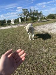 Found/Stray Female Dog last seen ABC road, Alturas, FL 33859