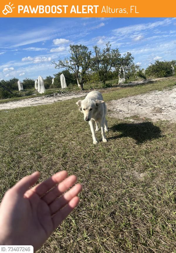 Found/Stray Female Dog last seen ABC road, Alturas, FL 33859