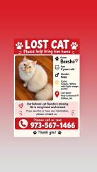 Reunited Male Cat last seen allwood rd, Clifton, NJ 07012