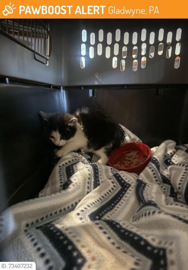 Found/Stray Unknown Cat last seen Lafayette Rd, Gladwyne PA, Gladwyne, PA 19035