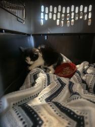 Found/Stray Unknown Cat last seen Lafayette Rd, Gladwyne PA, Gladwyne, PA 19035
