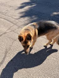 Found/Stray Unknown Dog last seen Hoops, Yakima, WA 98902