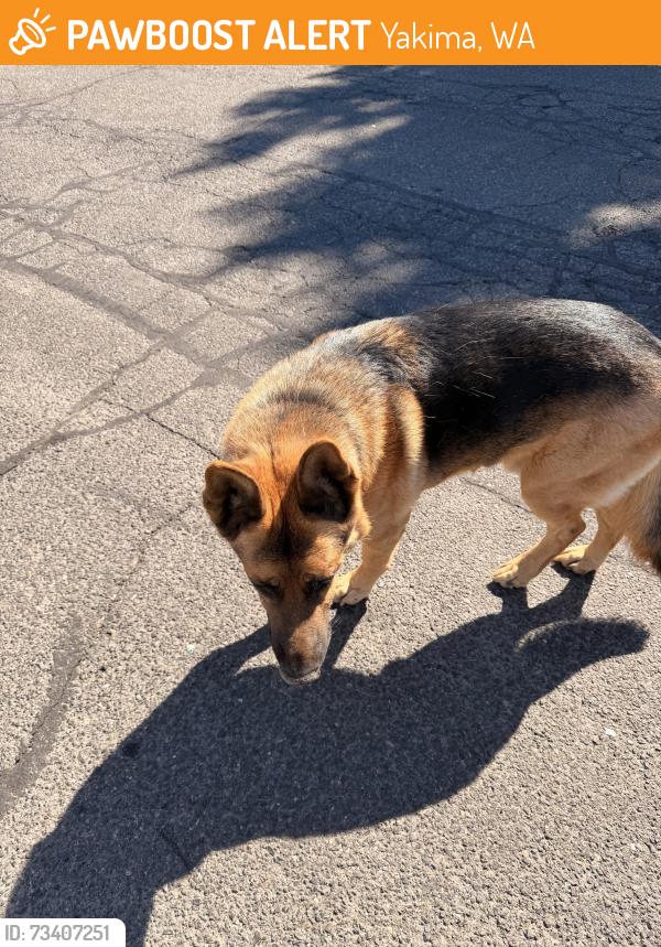 Found/Stray Unknown Dog last seen Hoops, Yakima, WA 98902