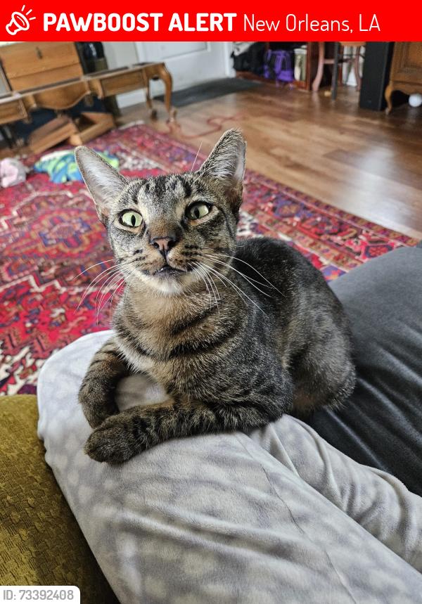Lost Female Cat last seen Andry St & N Tonti St, New Orleans, LA 70117