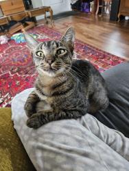 Lost Female Cat last seen Andry St & N Tonti St, New Orleans, LA 70117