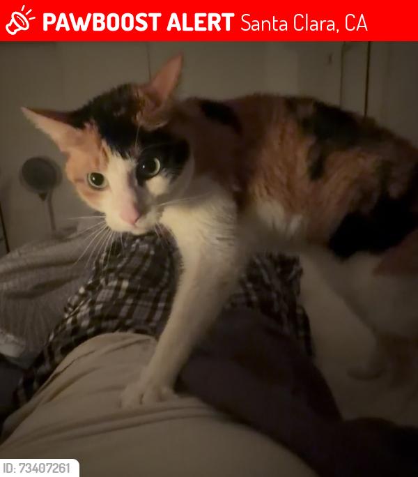 Lost Female Cat last seen Jenny Strand Park, Santa Clara, CA 95051