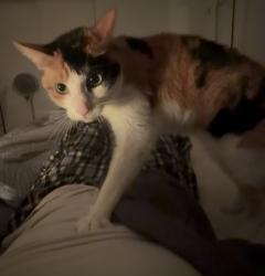 Lost Female Cat last seen Jenny Strand Park, Santa Clara, CA 95051