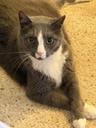 Lost Male Cat last seen Woodland Oaks, Claremont NC. Intersection of Balls Creek School Road and Dover street., Claremont, NC 28610