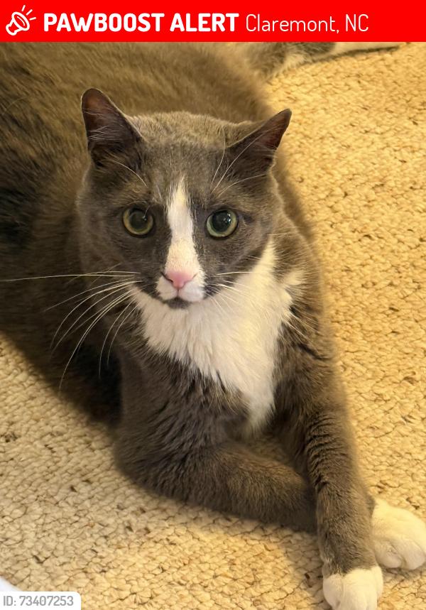 Lost Male Cat last seen Woodland Oaks, Claremont NC. Intersection of Balls Creek School Road and Dover street., Claremont, NC 28610