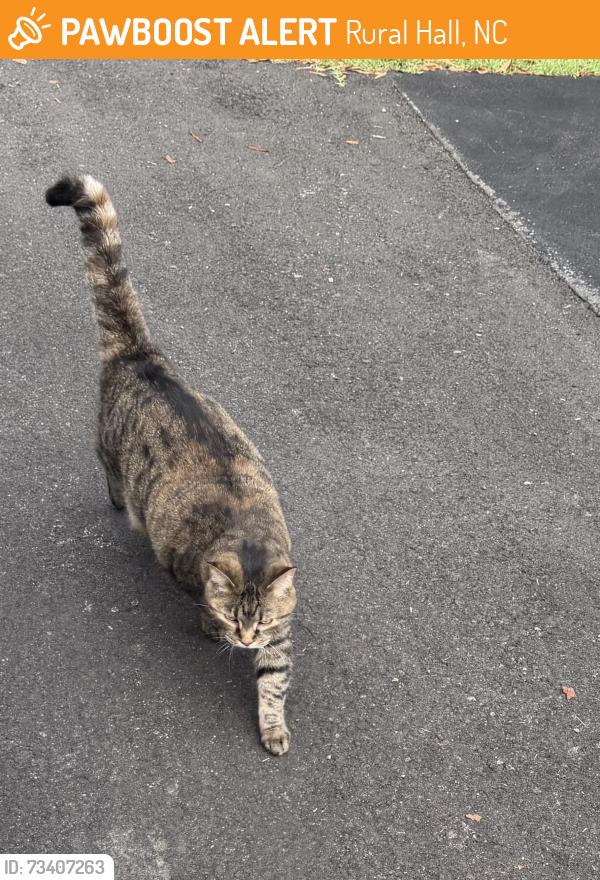 Found/Stray Unknown Cat last seen Stoltz Street, Rural Hall, NC 27045