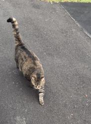 Found/Stray Unknown Cat last seen Stoltz Street, Rural Hall, NC 27045