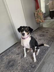Found/Stray Male Dog last seen Fishers Hill Dr and oglethorpe, San Antonio, TX 78240