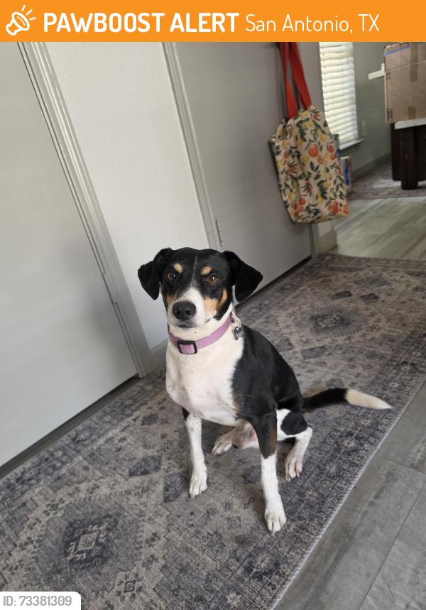 Found/Stray Male Dog last seen Fishers Hill Dr and oglethorpe, San Antonio, TX 78240