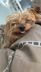 Lost Male Dog last seen Walmart, Lansing, IL 60438
