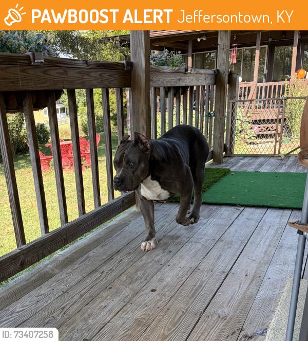 Found/Stray Female Dog last seen Gelhaus and Chenoweth, Jeffersontown, KY 40299