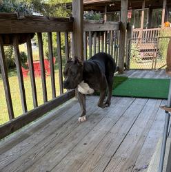 Found/Stray Female Dog last seen Gelhaus and Chenoweth, Jeffersontown, KY 40299