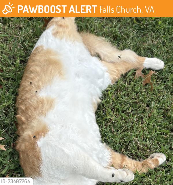 Found/Stray Unknown Cat last seen Route 50, Falls Church, VA 22044