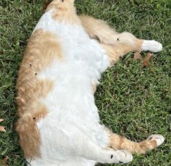 Found/Stray Unknown Cat last seen Route 50, Falls Church, VA 22044