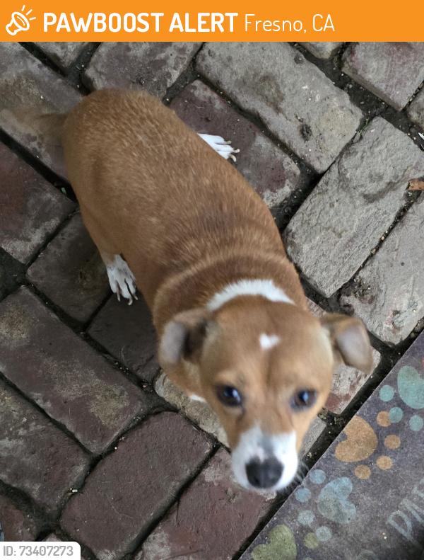 Found/Stray Male Dog last seen Blackstone and Clinton, Fresno, CA 93703
