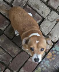 Found/Stray Male Dog last seen Blackstone and Clinton, Fresno, CA 93703
