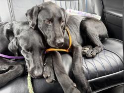 Found/Stray Male Dog last seen Allison Street San Francisco Ca, San Francisco, CA 94112