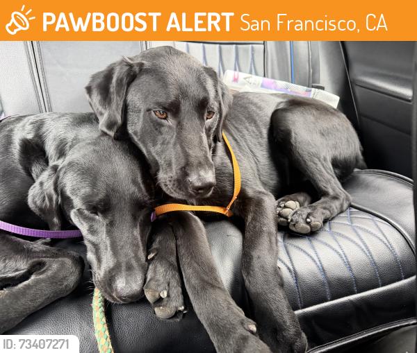 Found/Stray Male Dog last seen Allison Street San Francisco Ca, San Francisco, CA 94112