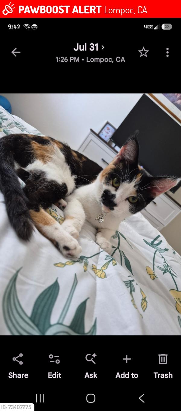 Lost Female Cat last seen Pine and h st, Lompoc, CA 93436