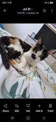 Lost Female Cat last seen Pine and h st, Lompoc, CA 93436