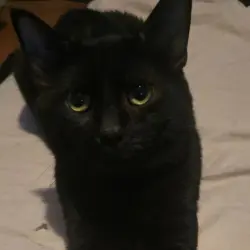 Reunited Male Cat last seen Hawthorne School, Milwaukee, WI 53209