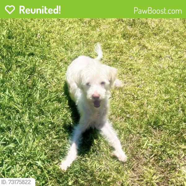 Reunited Male Dog last seen W 9th St & S Longwood Ave, Los Angeles, CA 90005, USA, Los Angeles, CA 90005