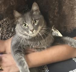 Found/Stray Unknown Cat last seen Iowa Ave & Blaine St, Riverside, CA 92507