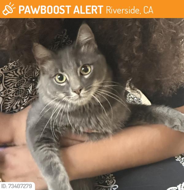 Found/Stray Unknown Cat last seen Iowa Ave & Blaine St, Riverside, CA 92507