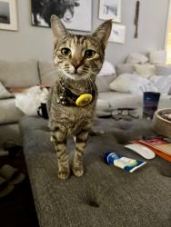 Lost Female Cat last seen Verot school , crawfish time, Lafayette, LA 70508