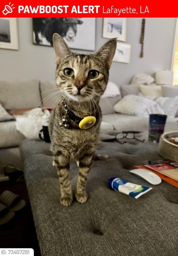 Lost Female Cat last seen Verot school , crawfish time, Lafayette, LA 70508