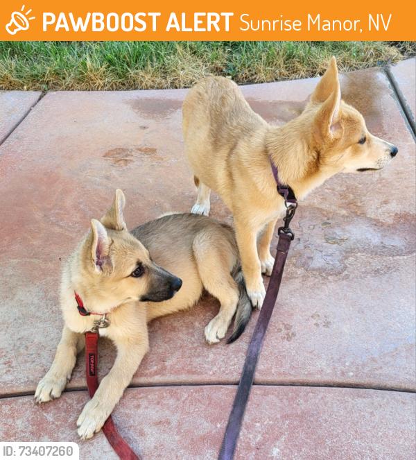 Found/Stray Male Dog last seen Los Feliz and Kell Ln., Sunrise Manor, NV 89156
