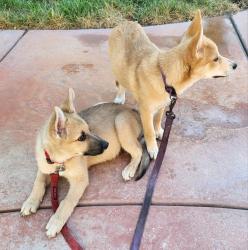 Found/Stray Male Dog last seen Los Feliz and Kell Ln., Sunrise Manor, NV 89156